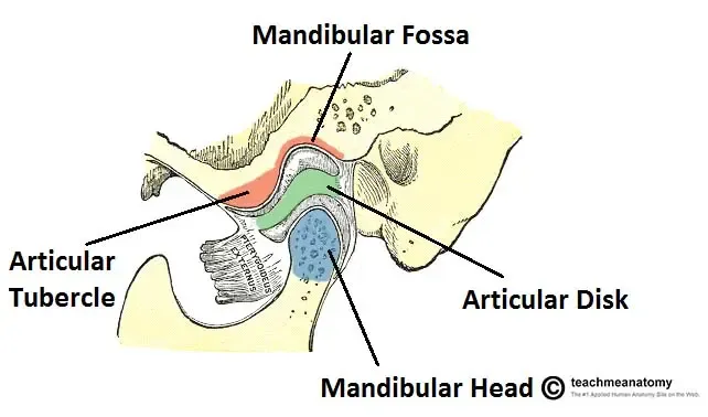 Figure a shows the TMJ and figure b shows the mandibular condylar head articulating the glenoid fossa. In purple is fibro-cartilaginous articular disc. 
