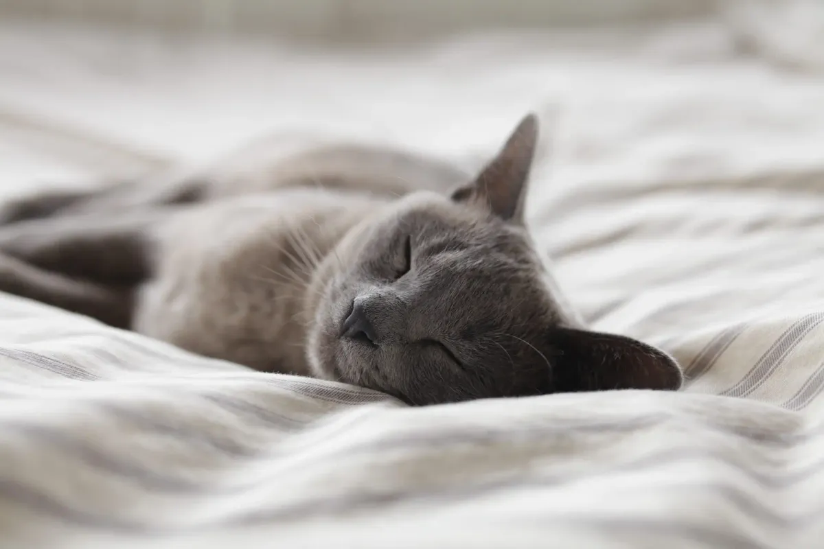 How to Sleep With Tinnitus: 8 Ways You Can Get a Better Night's Sleep