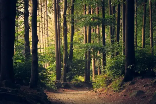 Environmental sounds can be used for sound therapy in tinnitus