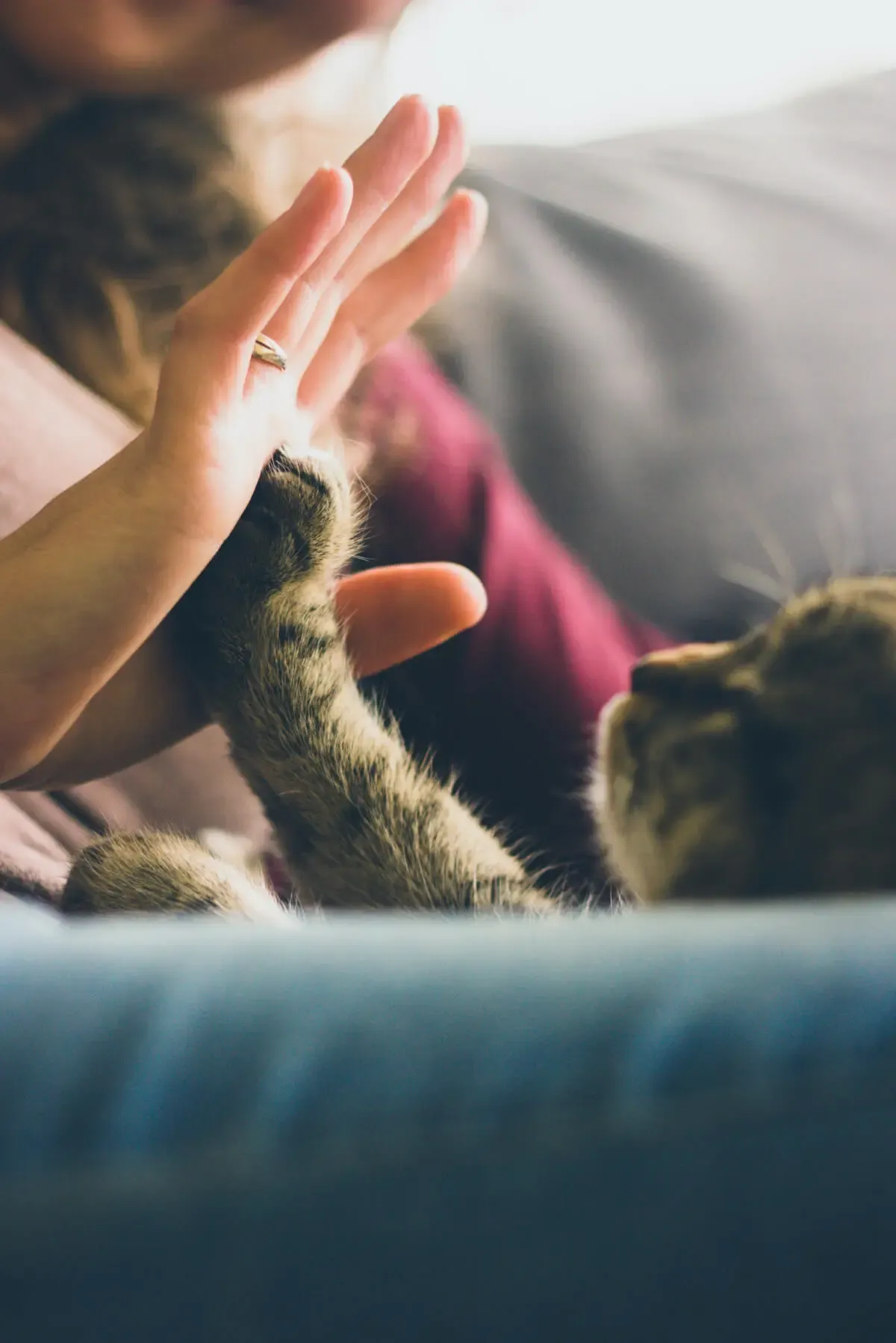 Pets can sharpen your mindfulness skills