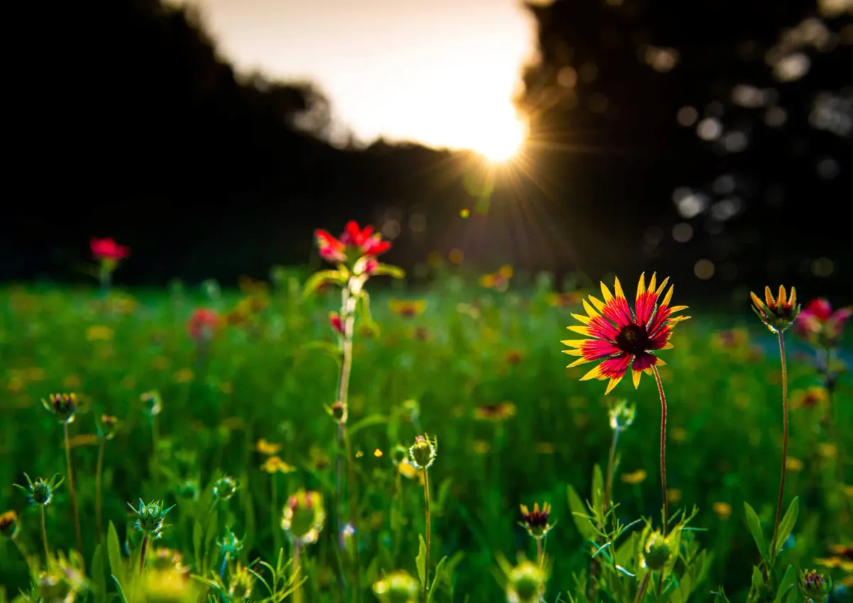Nature can be used in many mindfulness activities